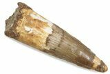 Fossil Spinosaurus Tooth - Real Dinosaur Tooth #376435-1